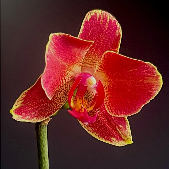 Meet your Posher, Ivana - Picture 1 of 1